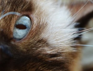 Cat, Blue Eye, British Shorthair, Mieze, one animal, animal body part thumbnail