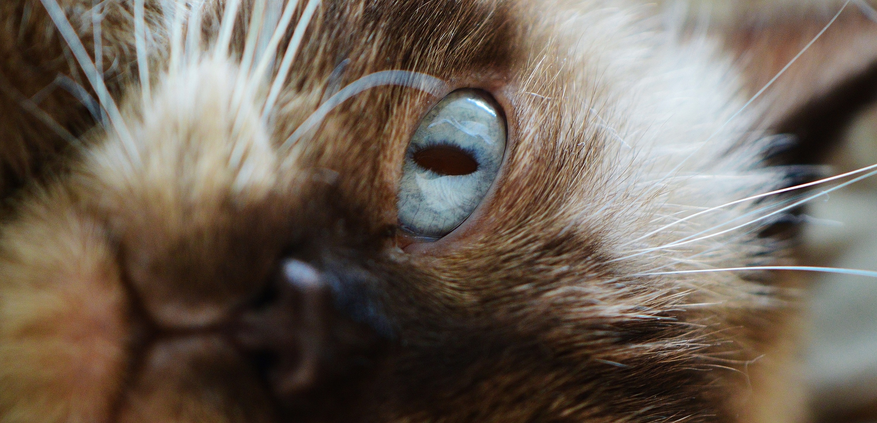 Cat, Blue Eye, British Shorthair, Mieze, one animal, animal body part