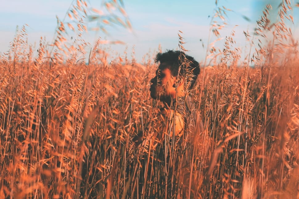 wheat field preview