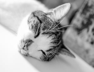 grey tabby cat sleeping on white textile thumbnail