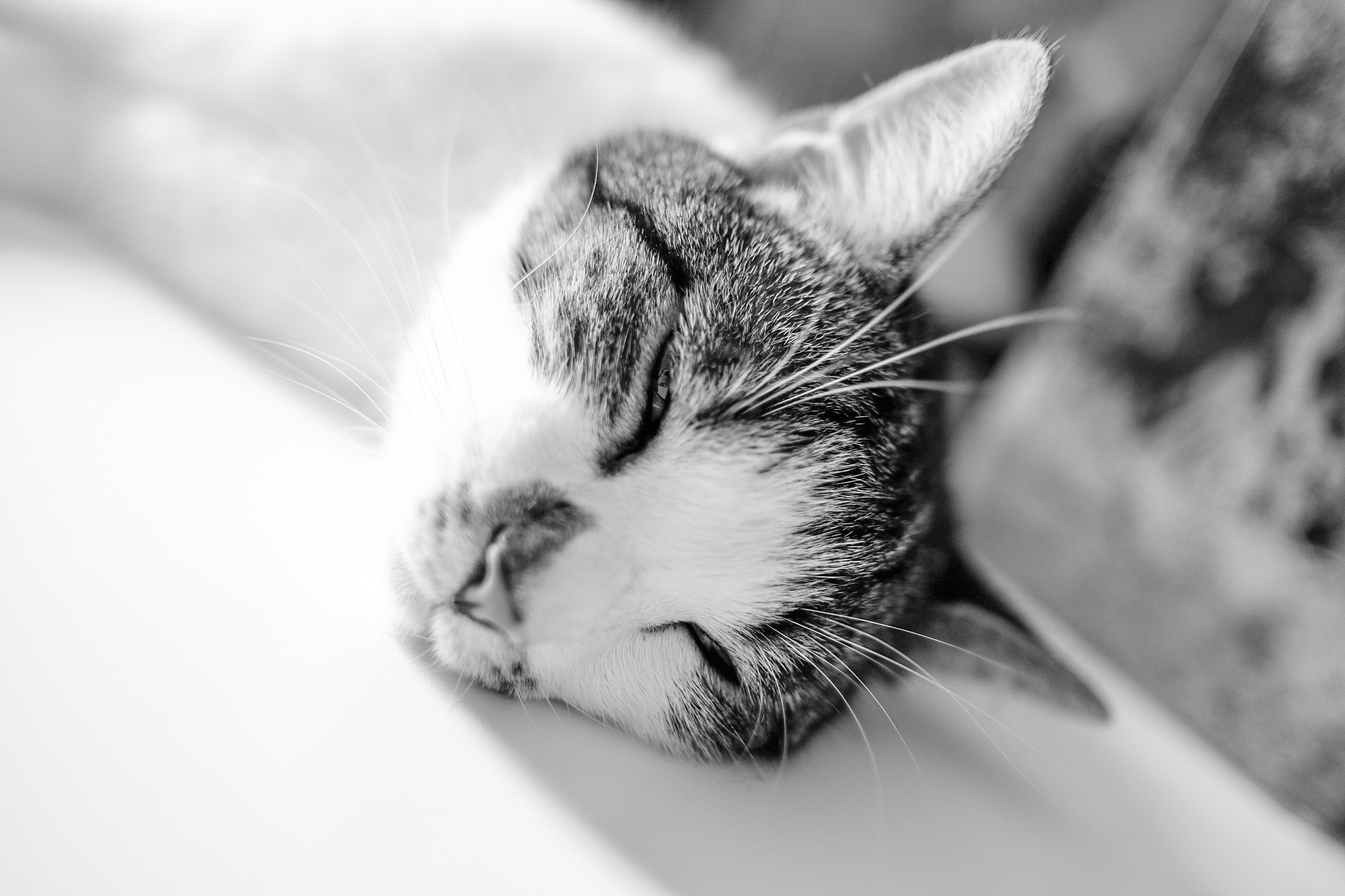 grey tabby cat sleeping on white textile