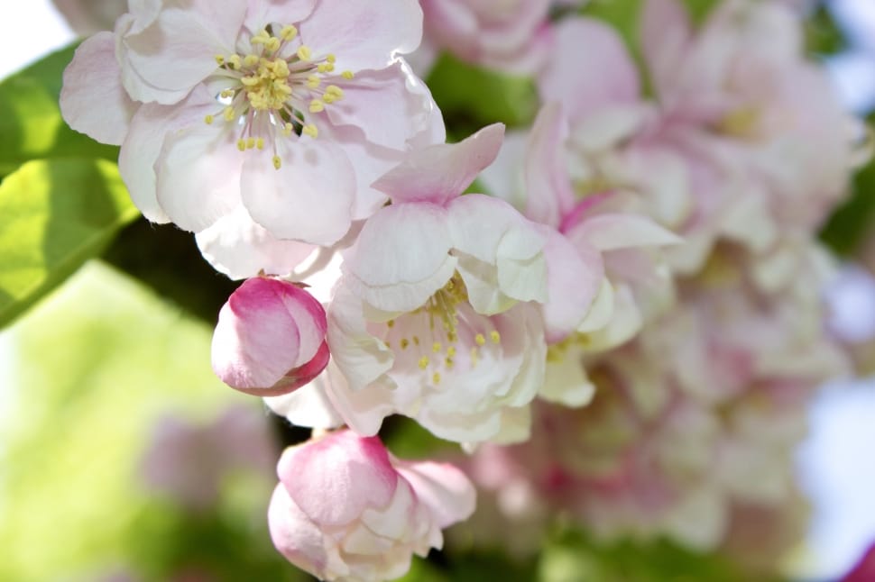 peach blossom preview