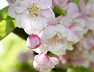 peach blossom thumbnail