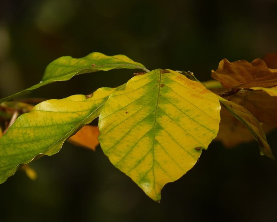 green and yellow leaf preview