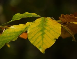 green and yellow leaf thumbnail