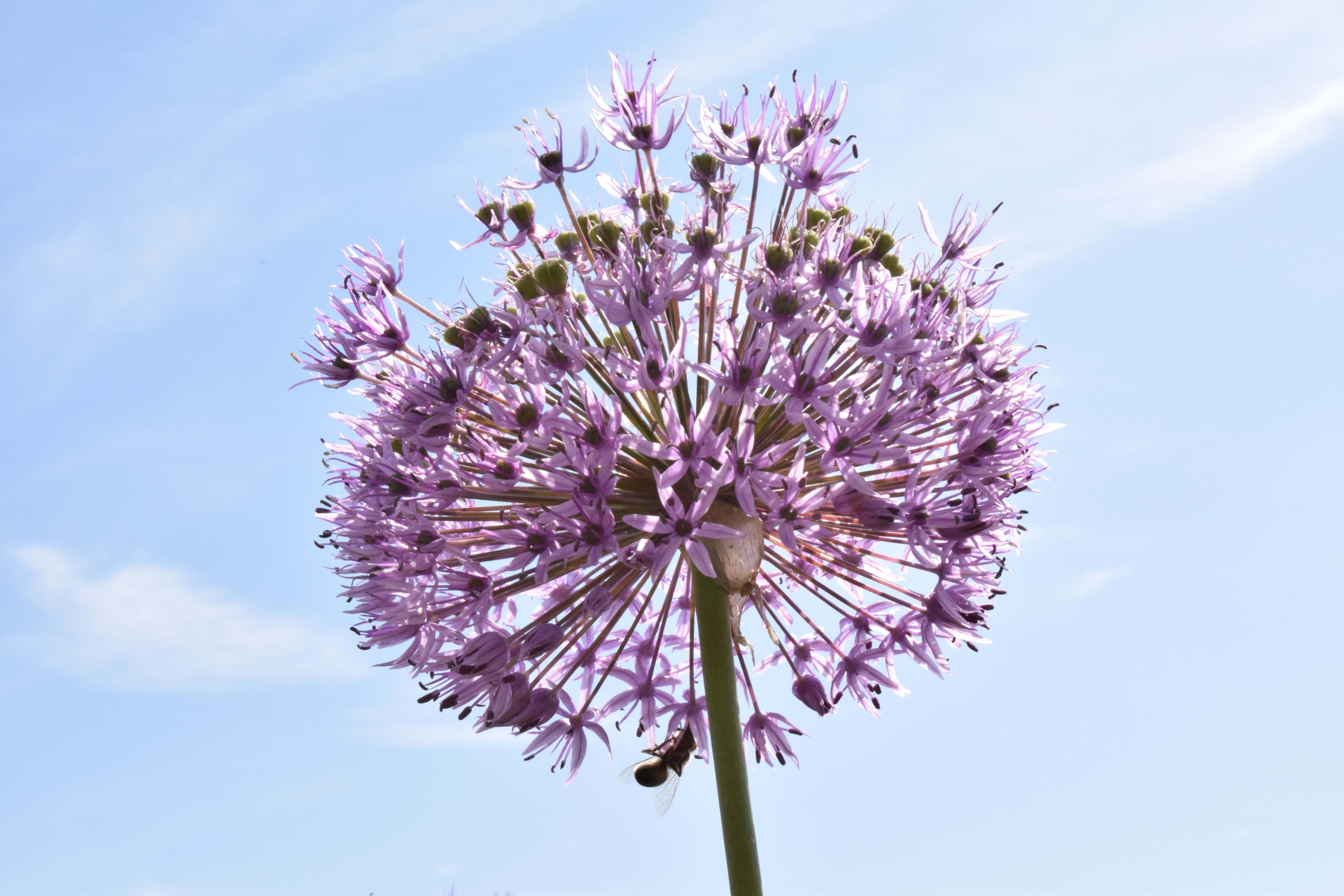 purple allium flower