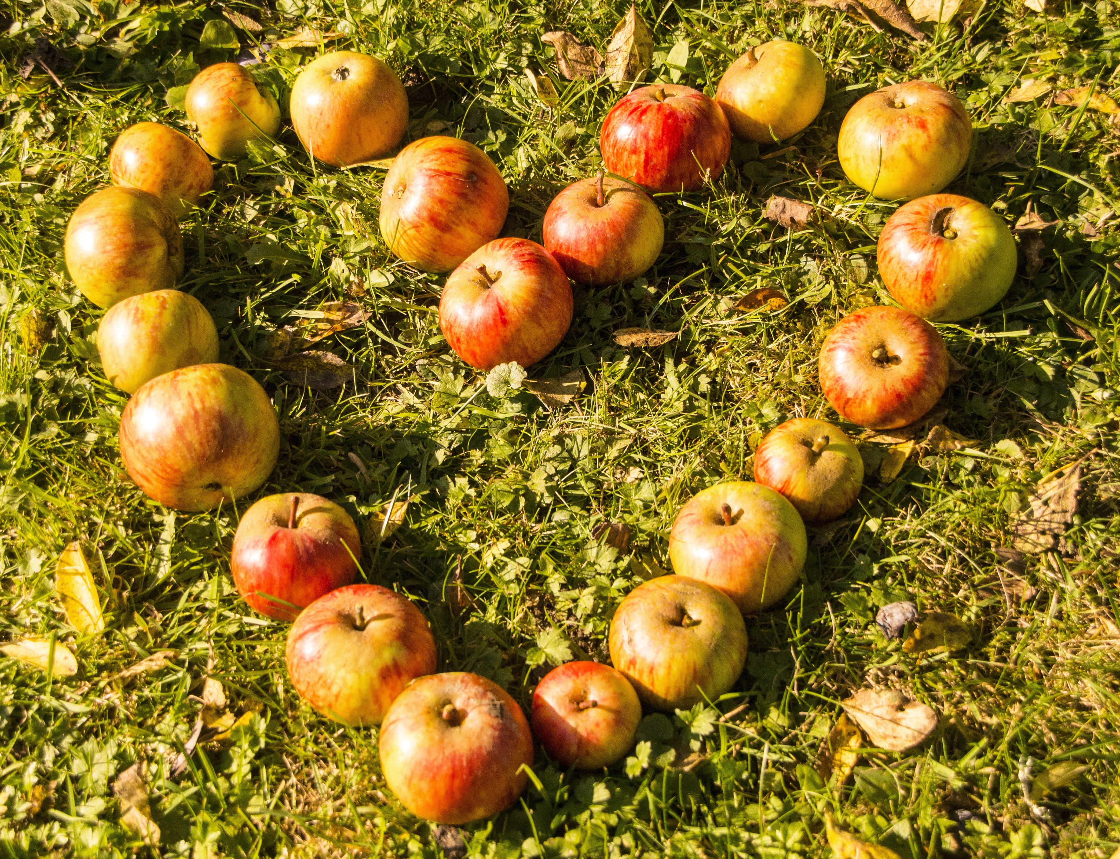 apples heart design on grass