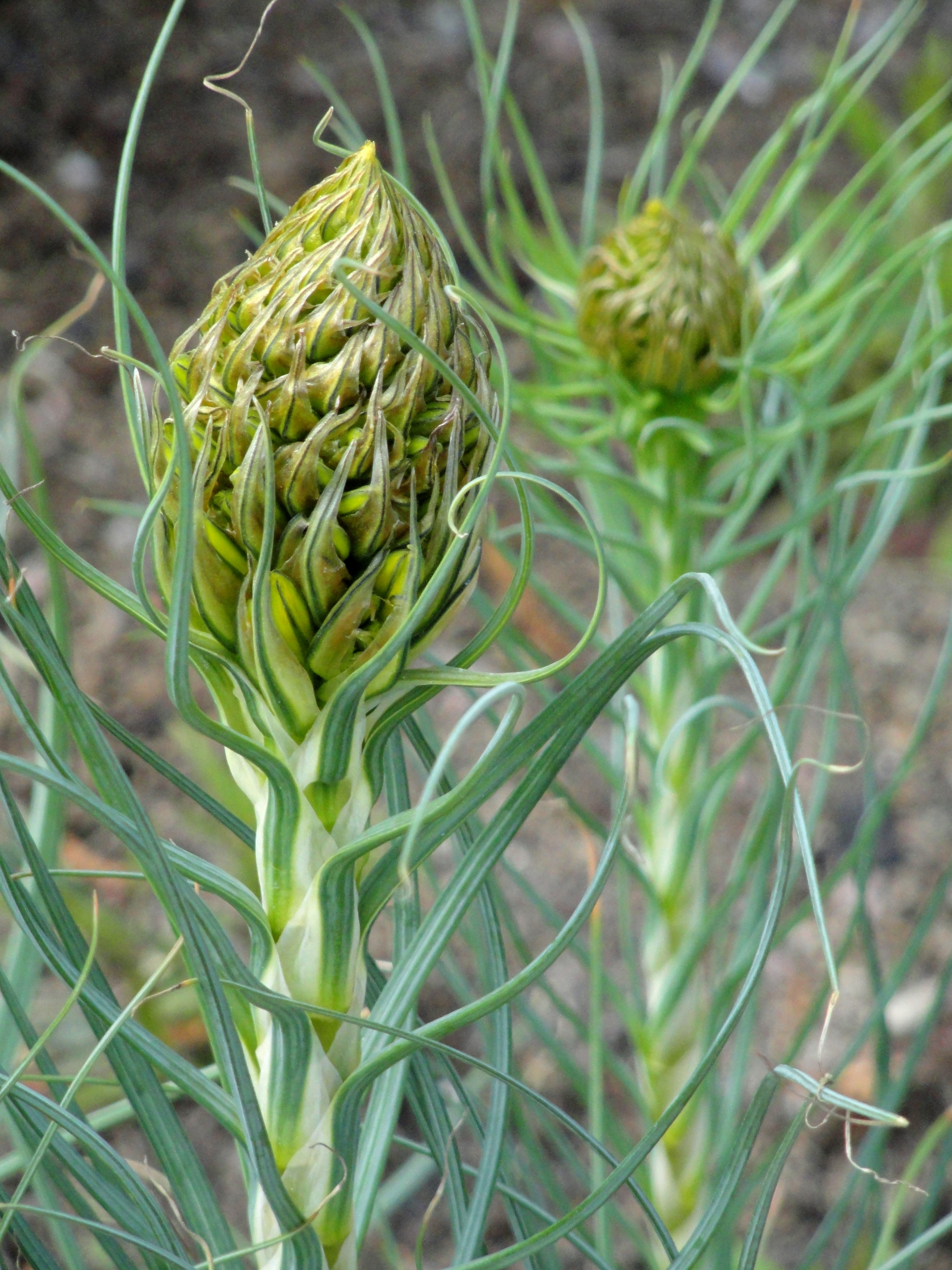 green leaf plant close-up photo