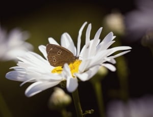 brown and white butterfly thumbnail