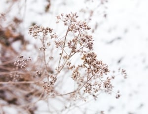 Flowers, Withered, Flower, Dried, Detail, winter, snow thumbnail