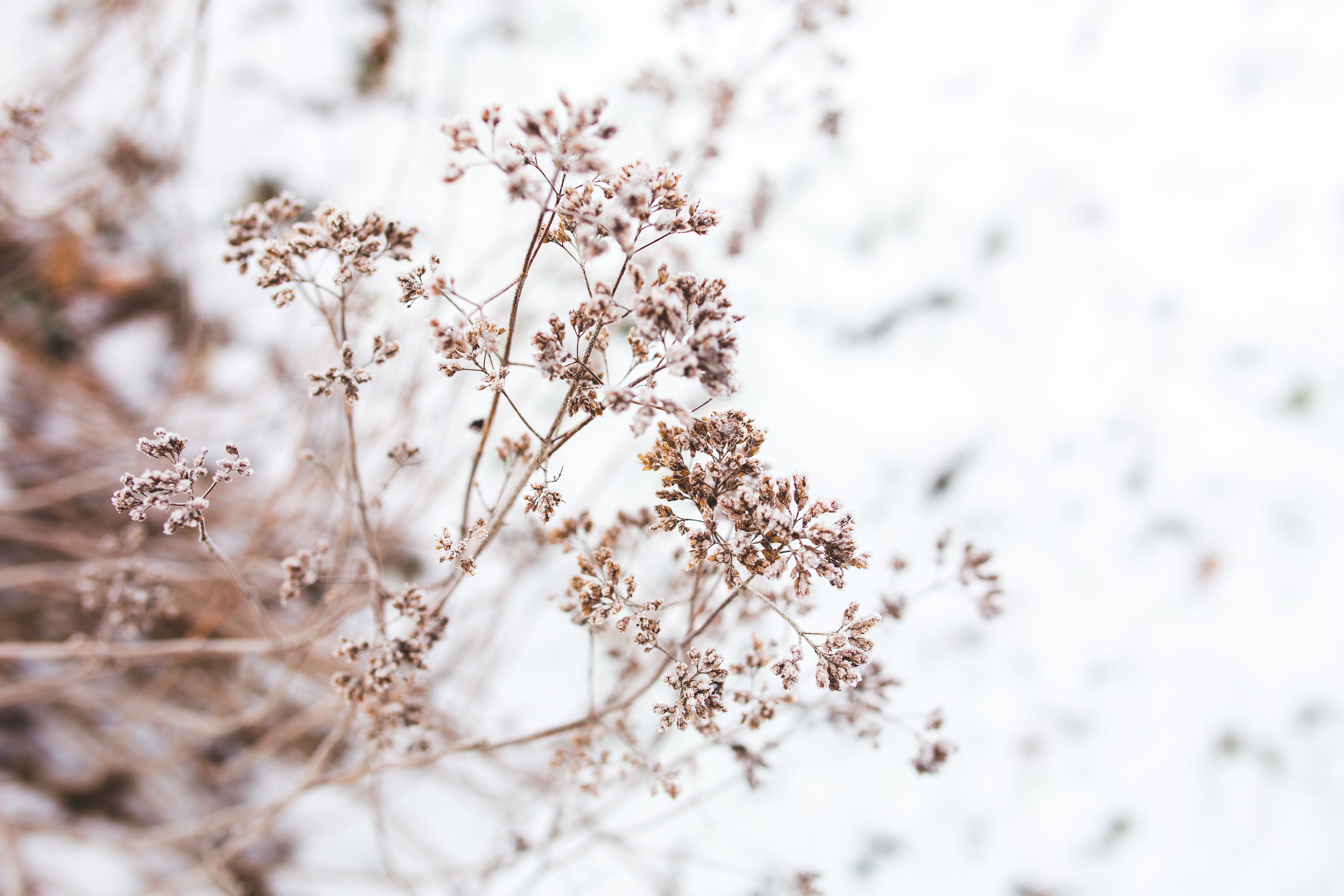 Flowers, Withered, Flower, Dried, Detail, winter, snow