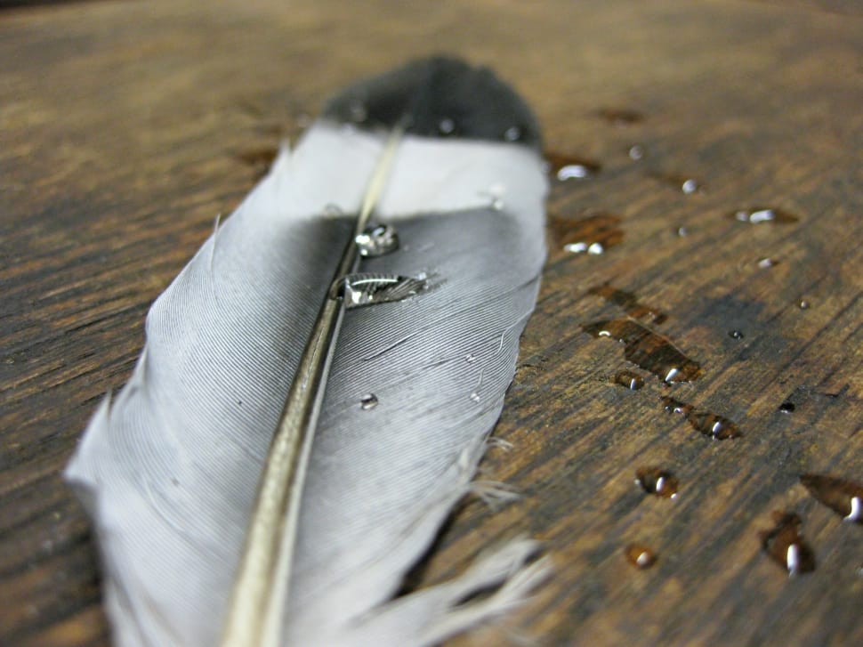 black white and grey feather preview