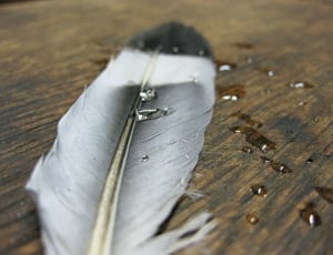 black white and grey feather thumbnail