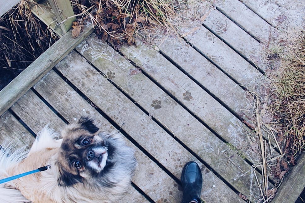 white and black medium size dog standing on brown wooden dock during daytime preview