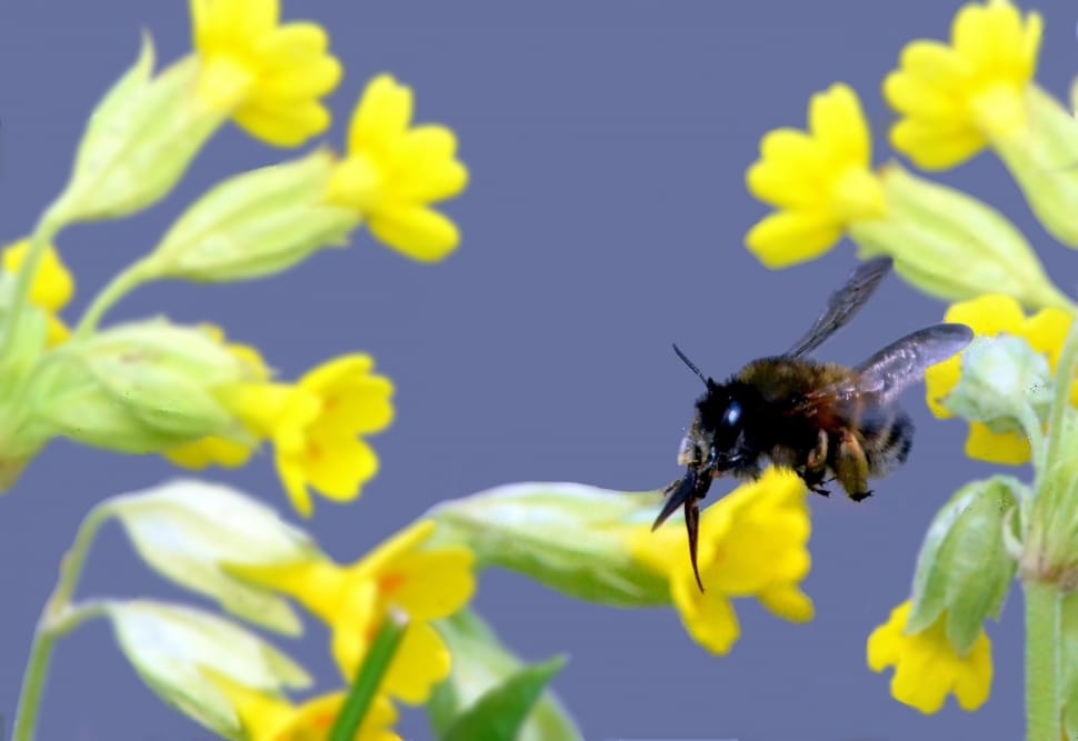 bumble bee flying near flower focus photo preview