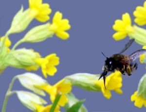 bumble bee flying near flower focus photo thumbnail