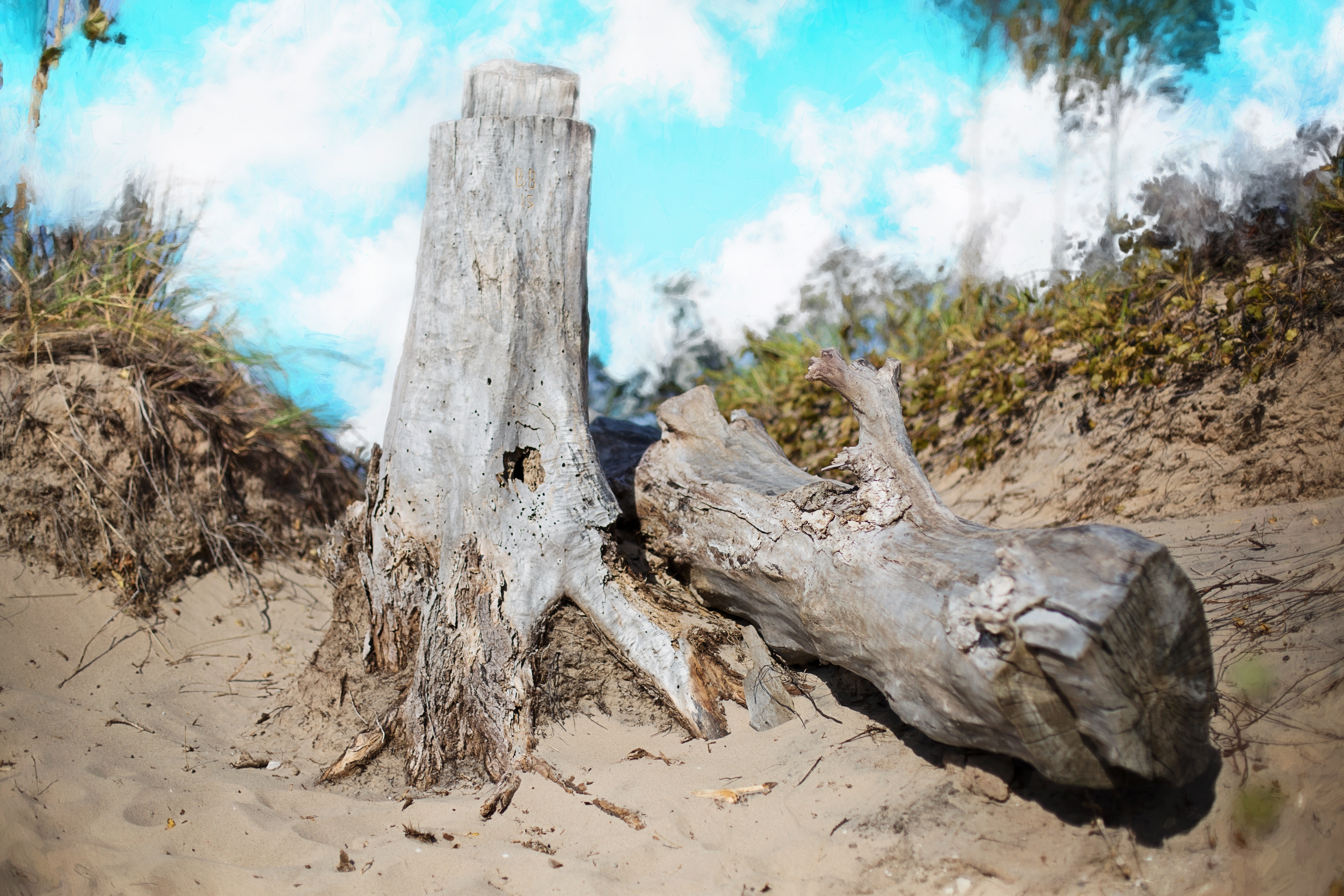 Drift Wood, Beach, Wood, Driftwood, destruction, tree trunk