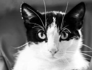 white and black fur cat thumbnail