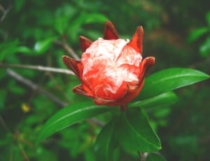 selective photo of red petal flower thumbnail