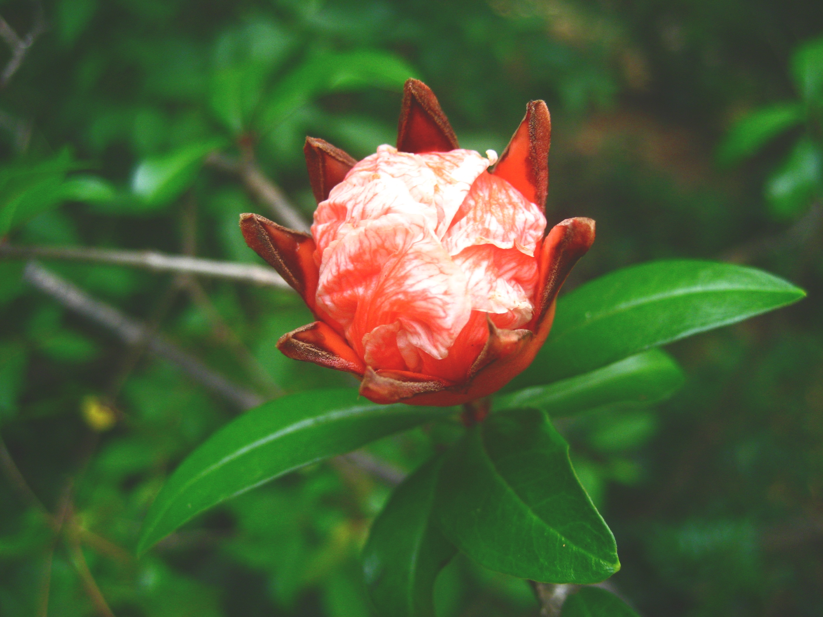 selective photo of red petal flower