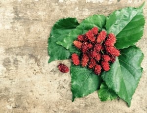 closeup photo of red fruits on green leaves placed at gray concrete floor thumbnail