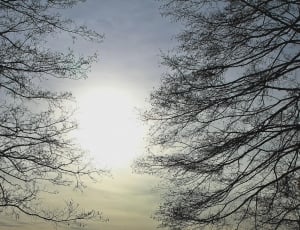 silhouette of tree brances thumbnail