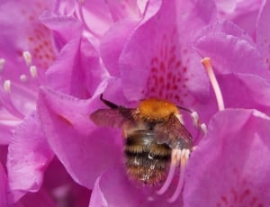 black and orange bee on purple petal flower thumbnail