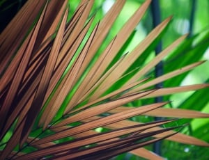 brown leaf plant thumbnail