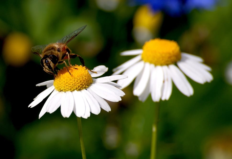 white petaled flowers and honey bee preview