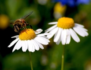 white petaled flowers and honey bee thumbnail