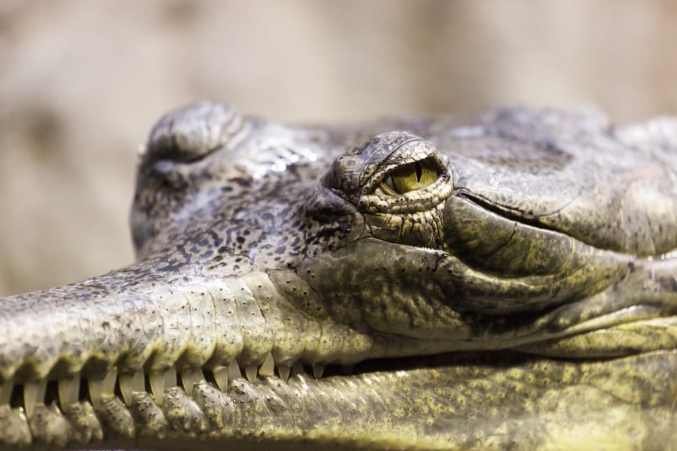 gray alligator in closeup photography preview