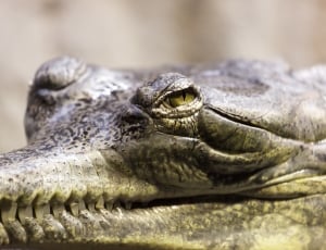 gray alligator in closeup photography thumbnail