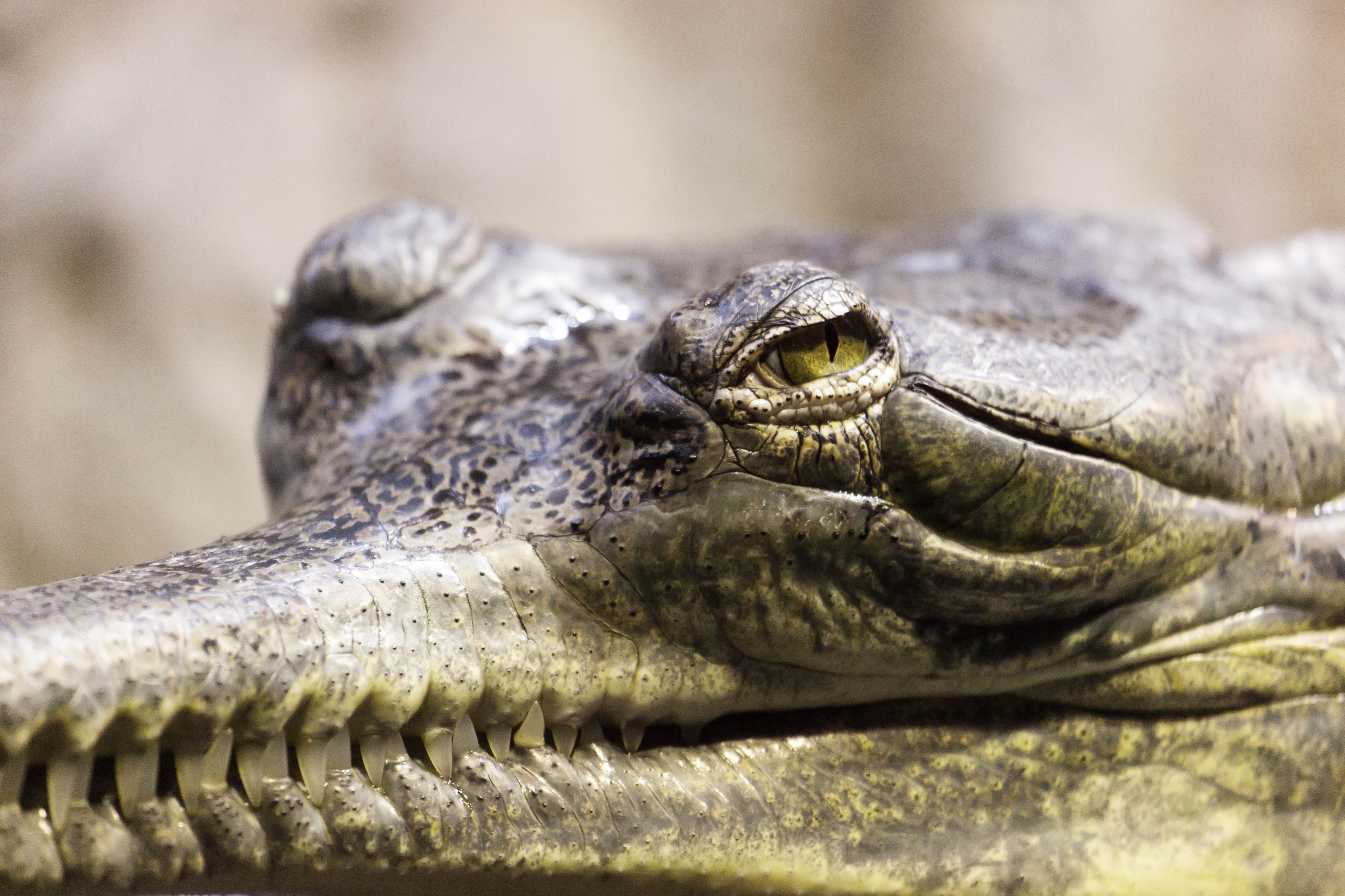 gray alligator in closeup photography
