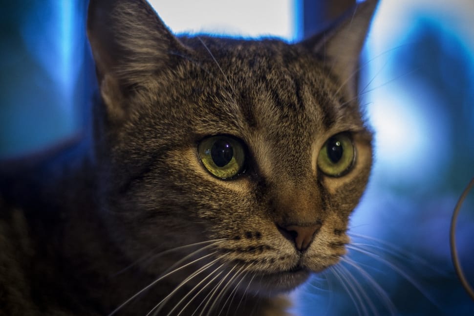 shallow of photo of tabby cat preview
