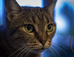 shallow of photo of tabby cat thumbnail