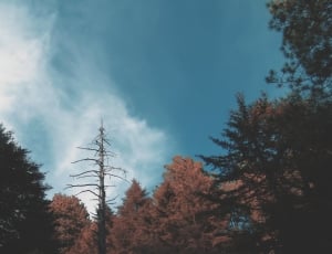 brown and black trees under cloudy sky thumbnail