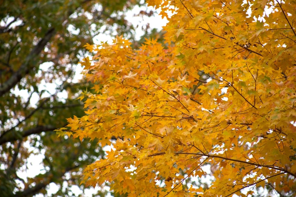 yellow and green leaves trees during daytime preview