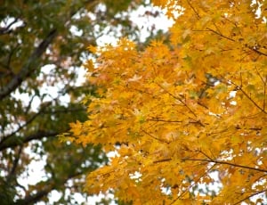 yellow and green leaves trees during daytime thumbnail