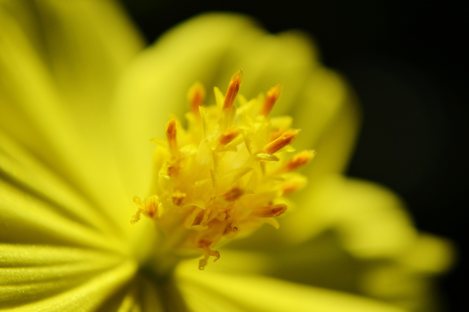 Yellow Flower, Flower, Nectar, flower, fragility