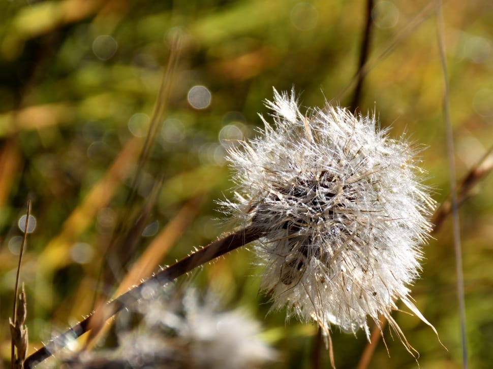white dandelion seed head preview