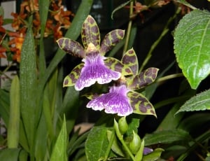 Orchid, Purple, Flower, The Orangery, purple, leaf thumbnail