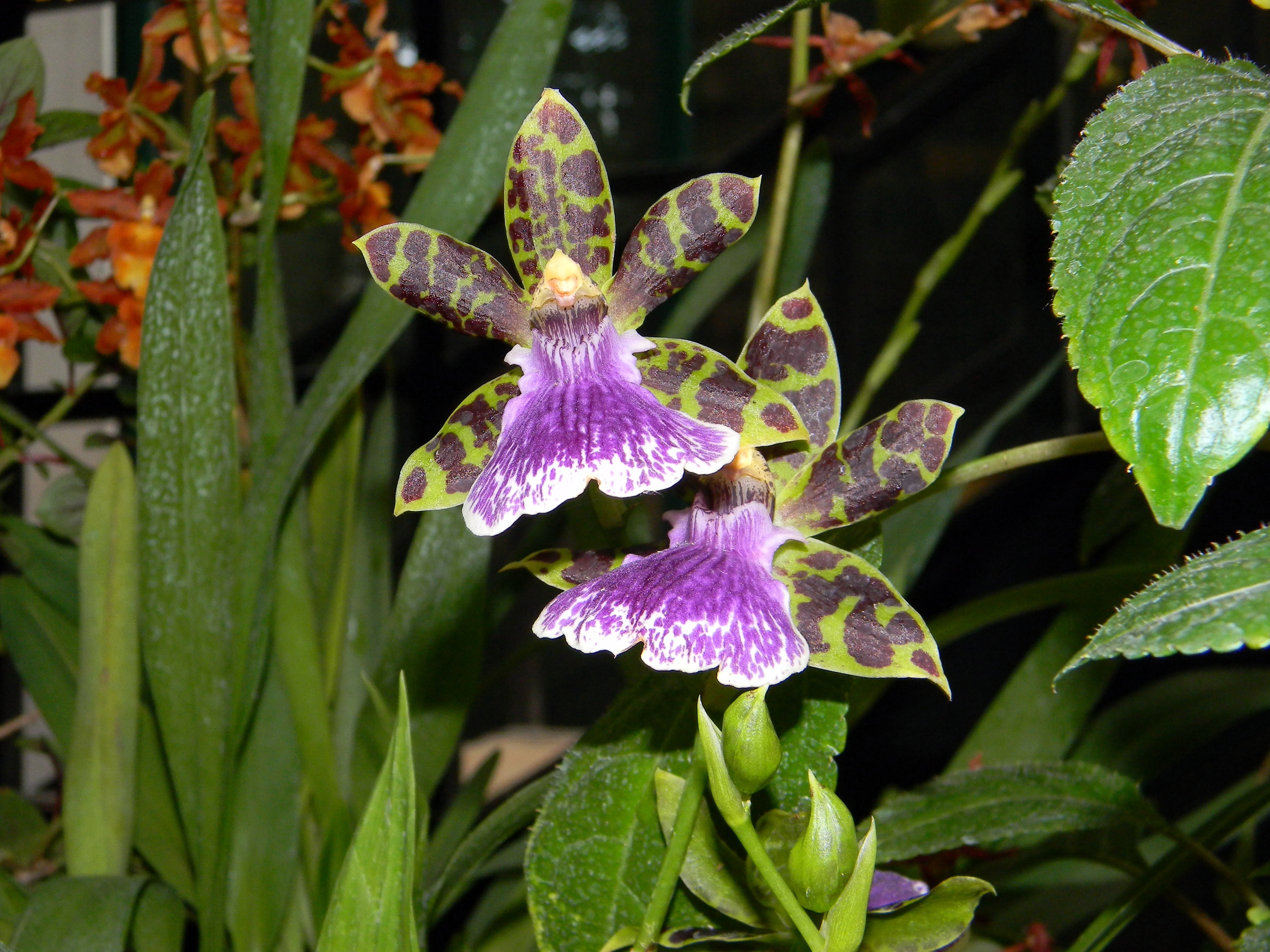 Orchid, Purple, Flower, The Orangery, purple, leaf