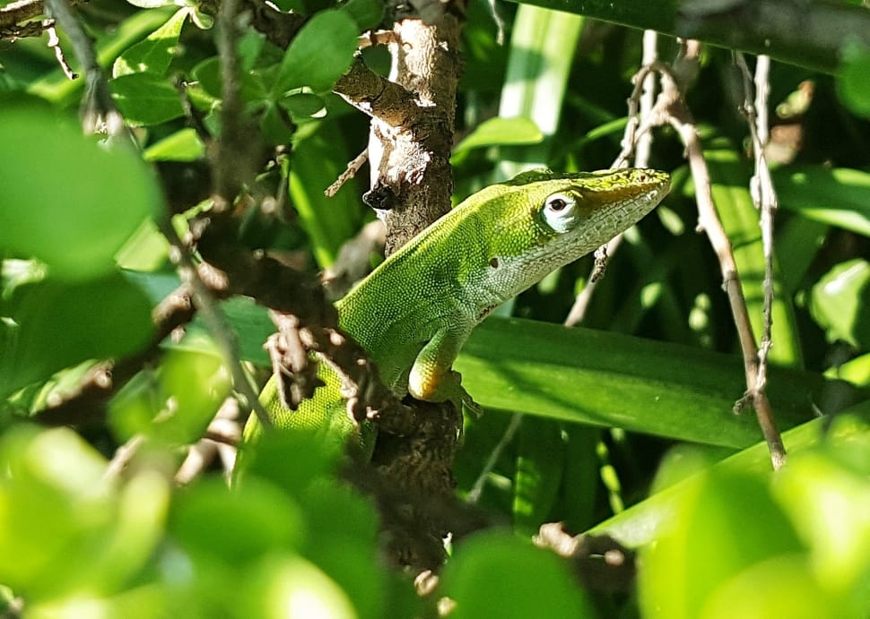 green lizard on tree preview