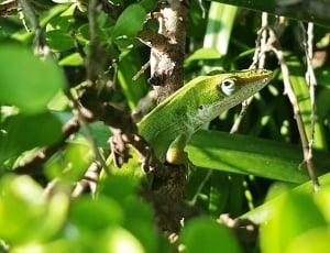 green lizard on tree thumbnail
