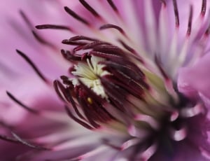 Nature, Clematis, Garden, Purple, Flower, pink color, purple thumbnail