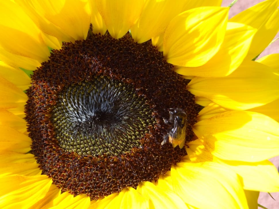 yellow sunflower and black bee preview