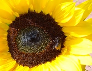 yellow sunflower and black bee thumbnail