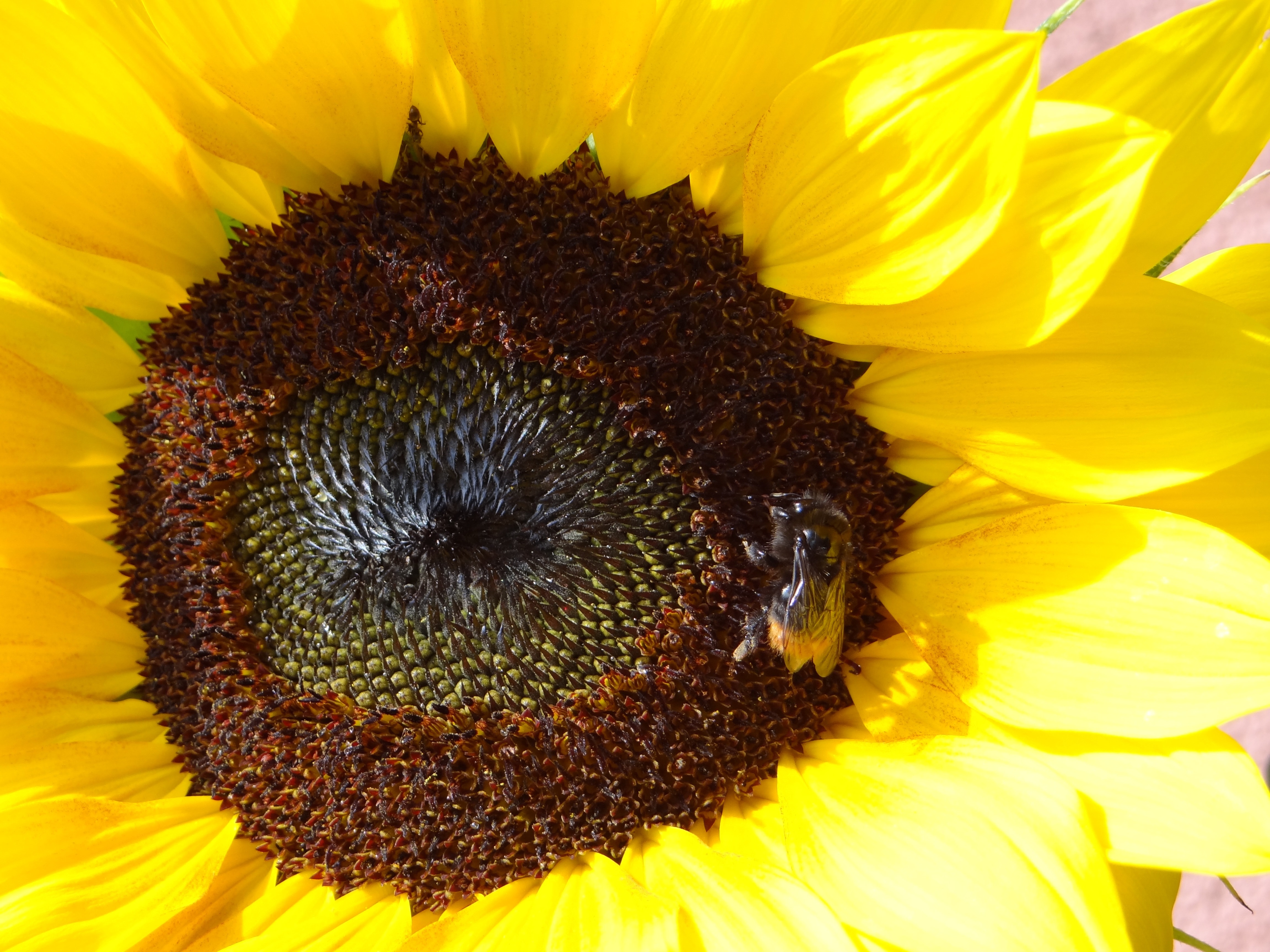 yellow sunflower and black bee