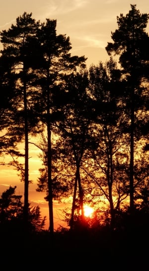 black and gray tree and sunset photo thumbnail