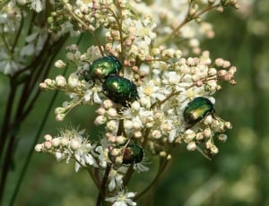 three jewel beetles thumbnail